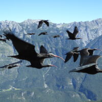 Des ibis chauves d’Europe centrale sont arrivés en Toscane