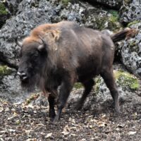 Cinq bisons d’Europe provenant de zoos sont arrivés dans le Jura soleurois