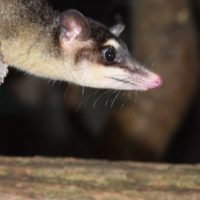 Opossum gris à quatre yeux au Papiliorama
