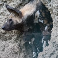 Rare naissance au Zoo de Bâle