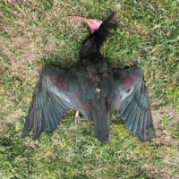 Ibis chauve tué par électrocution dans les Grisons