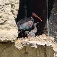 Zoo La Garenne: Naissances d’ibis chauves