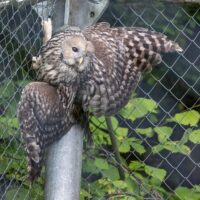 Le Zoo de Zurich s’engage pour les chouettes de l’Oural