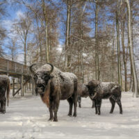 Tierpark Bern: Wisent-Bulle gestorben