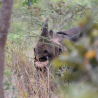 Rhinocéros noir du Zoo de Zurich au Rwanda