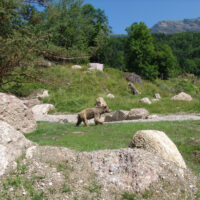 Zwischenfall in der Bärenanlage im Natur- und Tierpark Goldau