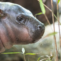 Jeune hippopotame pygmée au Zoo de Bâle