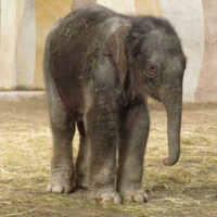 Naissance d’un éléphant au Zoo pour enfants Knie (Knies Kinderzoo)