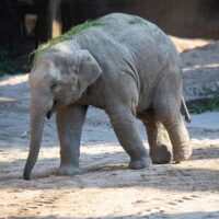Zoo Zürich: Elefantenbulle Umesh an Virus verstorben