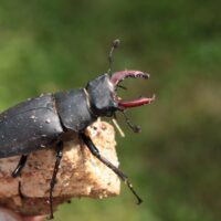 Un projet unique de protection des espèces de coléoptères menacées à Berne