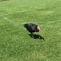 Actualités du projet de réintroduction de l’ibis chauve