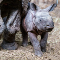 Zoo de Bâle: Carnet rose chez les rhinocéros indiens