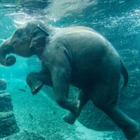 Zoo de Zurich : Un troisième éléphant est mort du virus de l’herpès