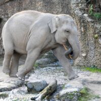 Zoo de Zurich : un autre éléphant est mort du virus