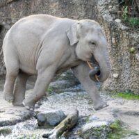 Zoo Zürich: Weiterer Elefant an Virus gestorben