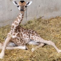 Jeune girafe de Rothschild au Zoo pour enfants Knie