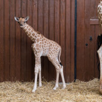 Geburt einer Kordofan-Giraffe im Zoo Basel