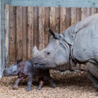 Zoo de Bâle: Naissance du deuxième rhinocéros indien de l’année