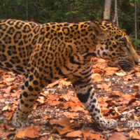 Le Papiliorama protège efficacement les jaguars au Belize