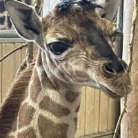Junge Rothschild-Giraffe im Kinderzoo